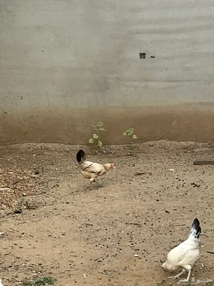 2 ديك ودجاجه للبيع 2