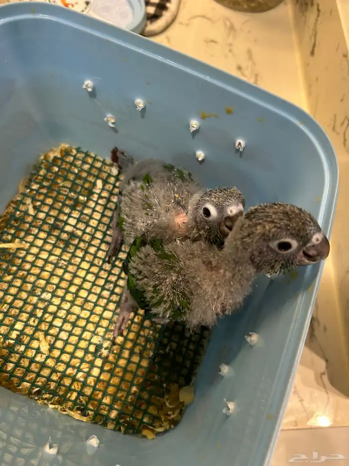 فروخ كنيور قرين شيك 1