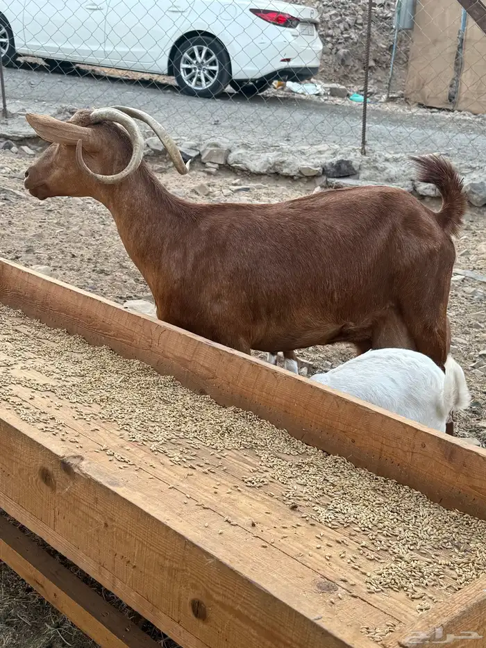 عنز محايليه متوم 6