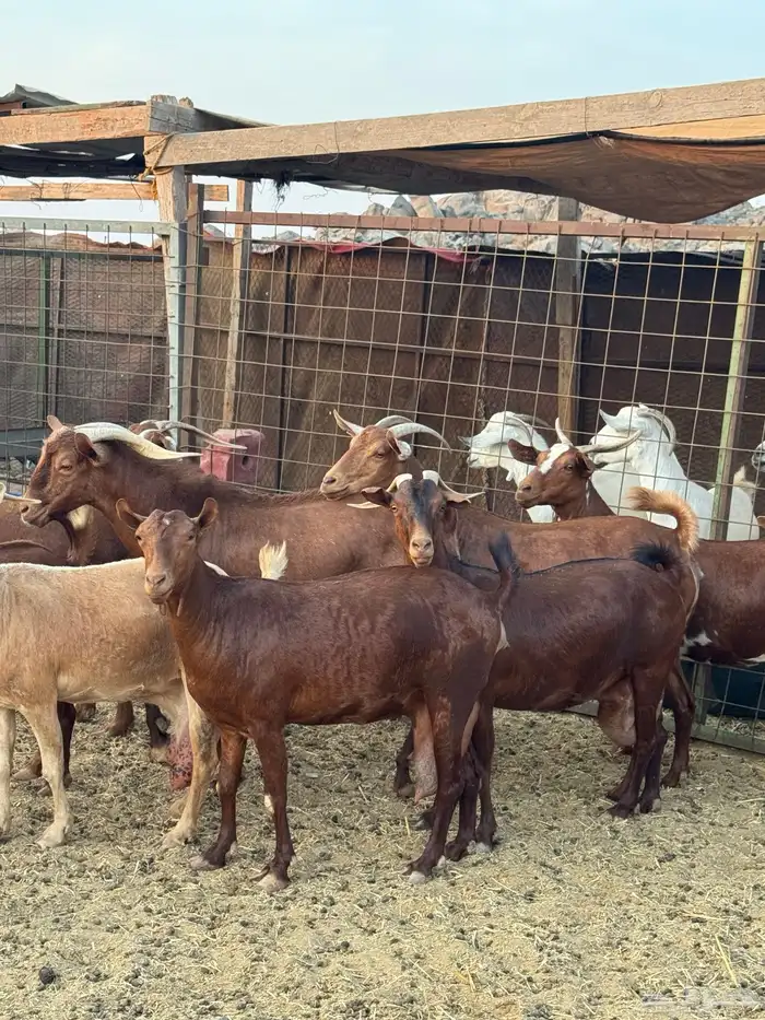 محايليات دهم فواخر 1