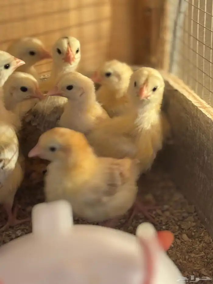 صوص بلدي فواتح 11