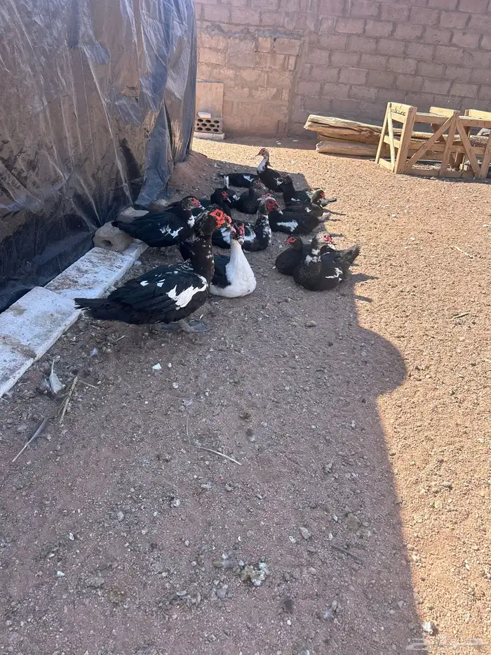 بط سوداني منتج 0