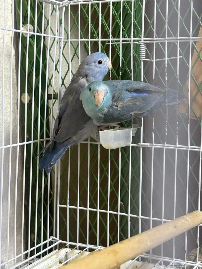 زوج بارتوليت ازرق (ميني روز ) 0