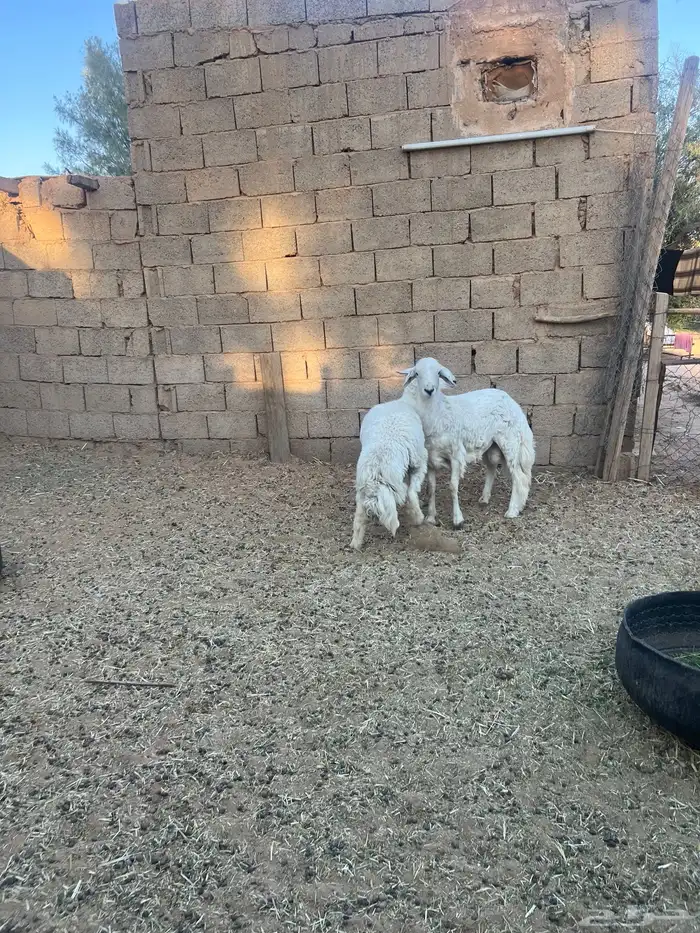 خرفان حري ونعيمي 2