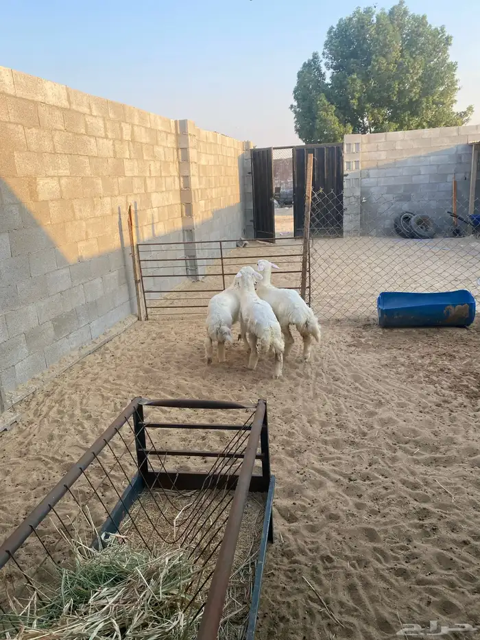 رخال فلل الفل   العمر اربع شهور 4