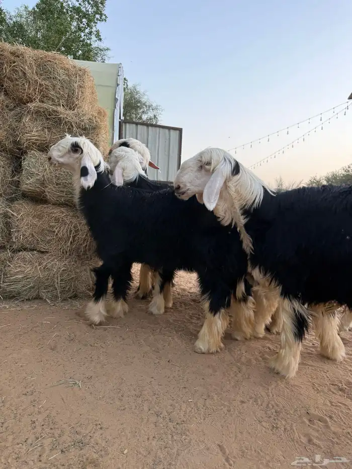 طليان نجدي طيبات ومغلقات 1
