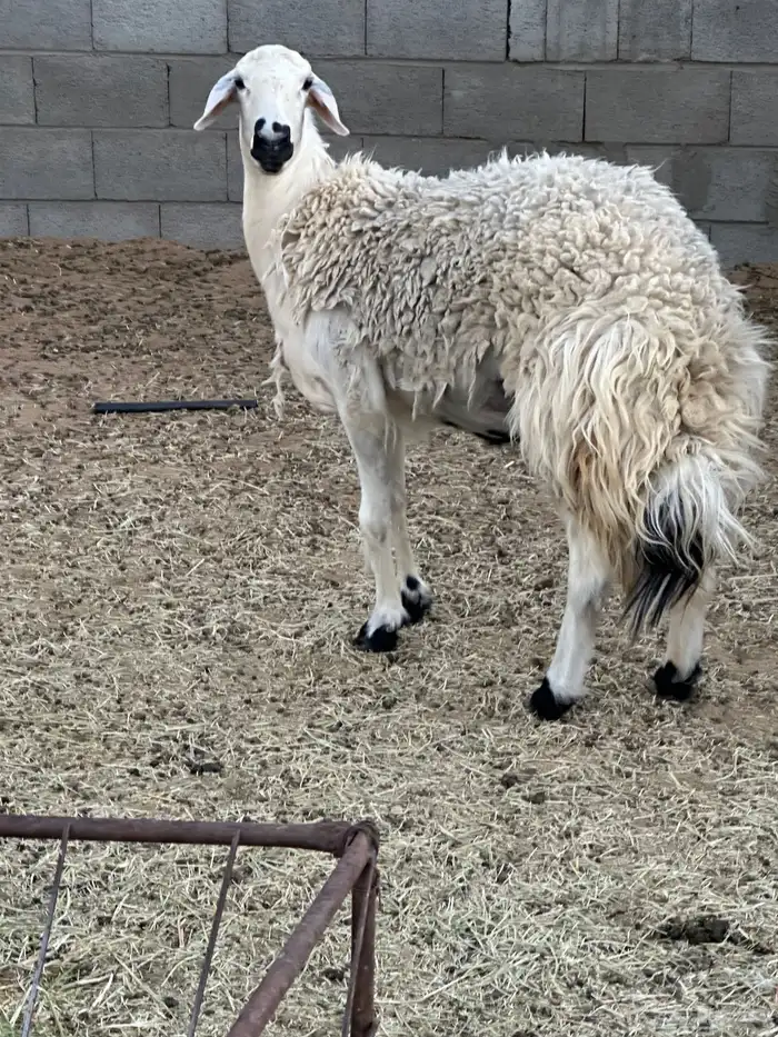 حايل حميس سديس 1