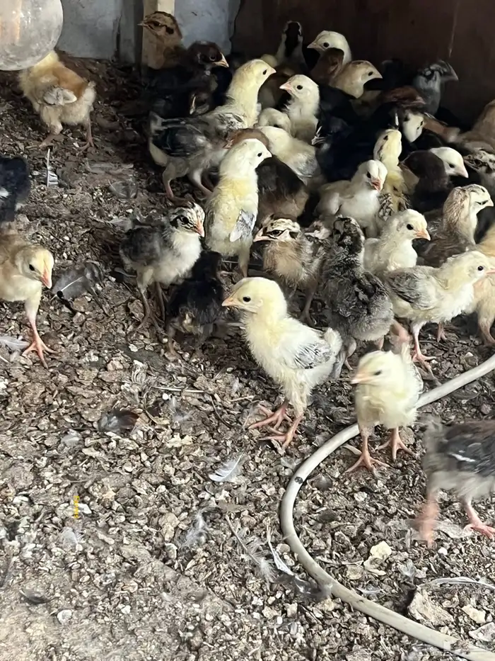 صيصان مكس للبيع 0