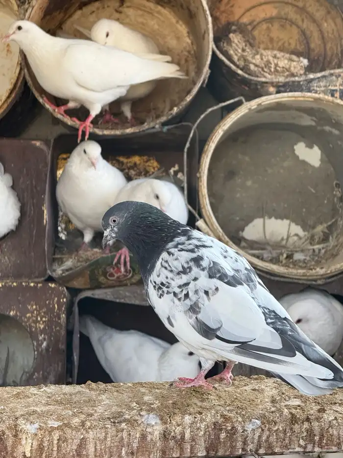 حمام تركي و بكستاني و صفاق 18