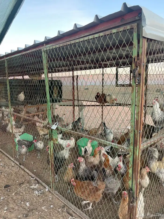 دجاج العدد 150 الصحه والبيض شرط 0