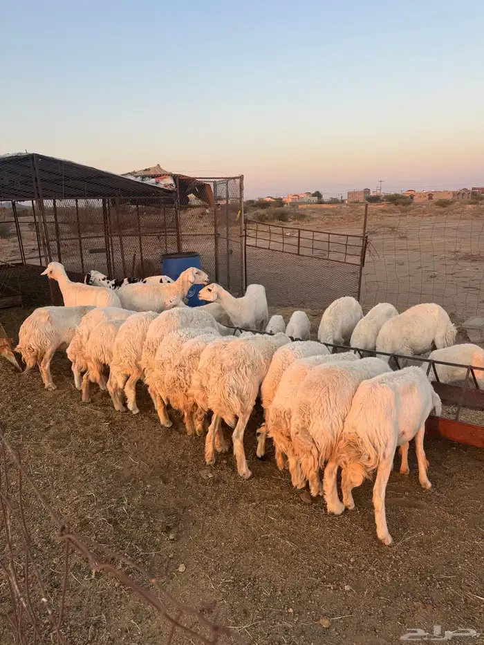 ضان خلفات ومضاريع 20 راس 3