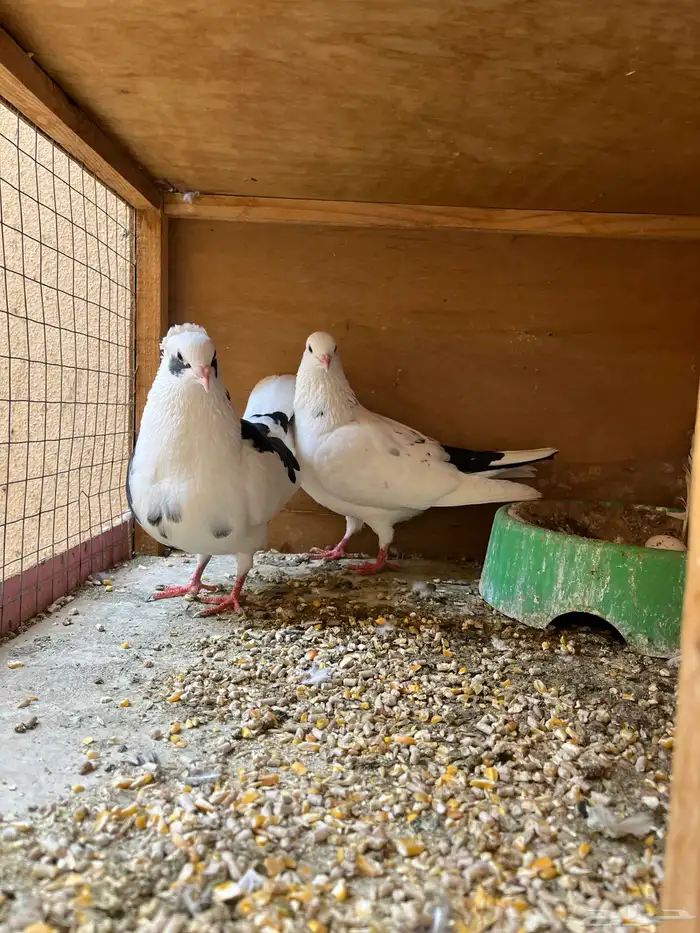 جوزين قنادي وجوز مخابيز 2