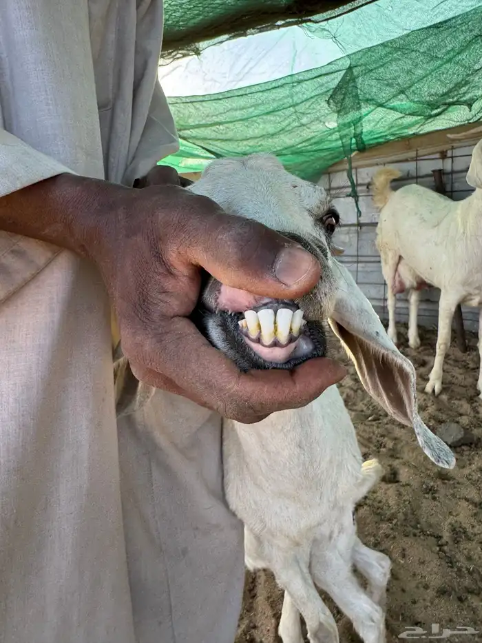 معزاء بيشيه جروف وصنف خلفات 11