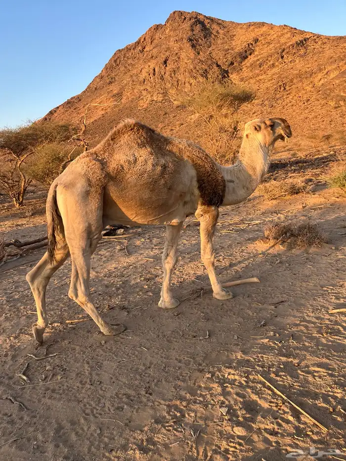 بعير عل جميع اشروط البيع 5