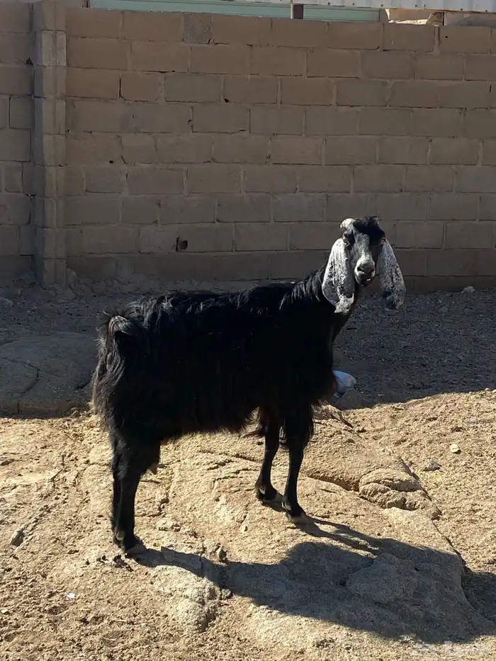 عنز طيبه دافع لها فوق الشهرين عل كلام رعيها سليمه 0