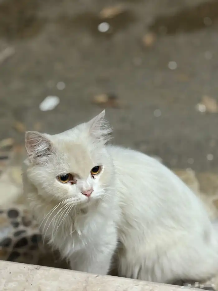 قطة للتبني 0