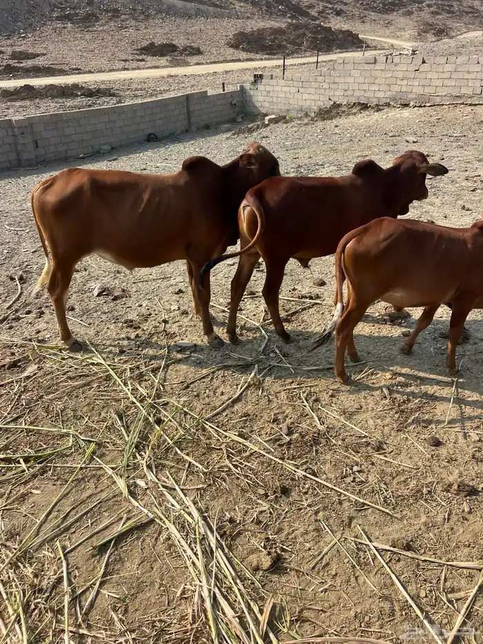 حسلان للبيع 1