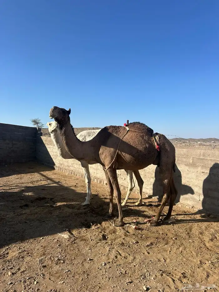 ابل ثلاث لبيع 7