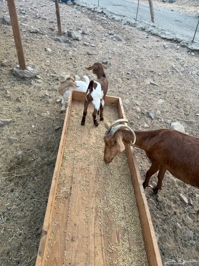 عنز محايليه متوم 12