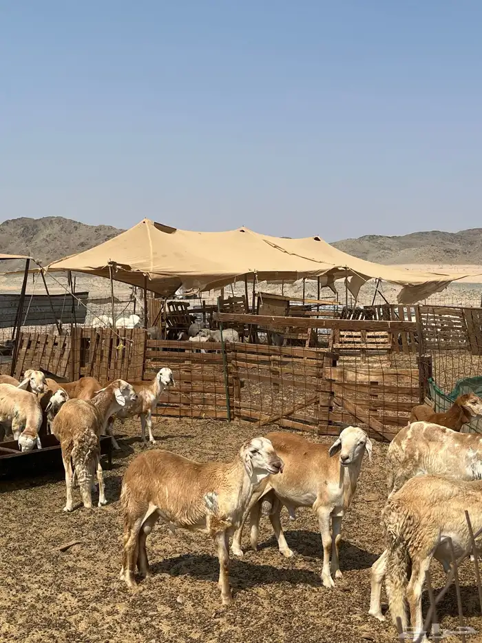 سواكني تربيه 1