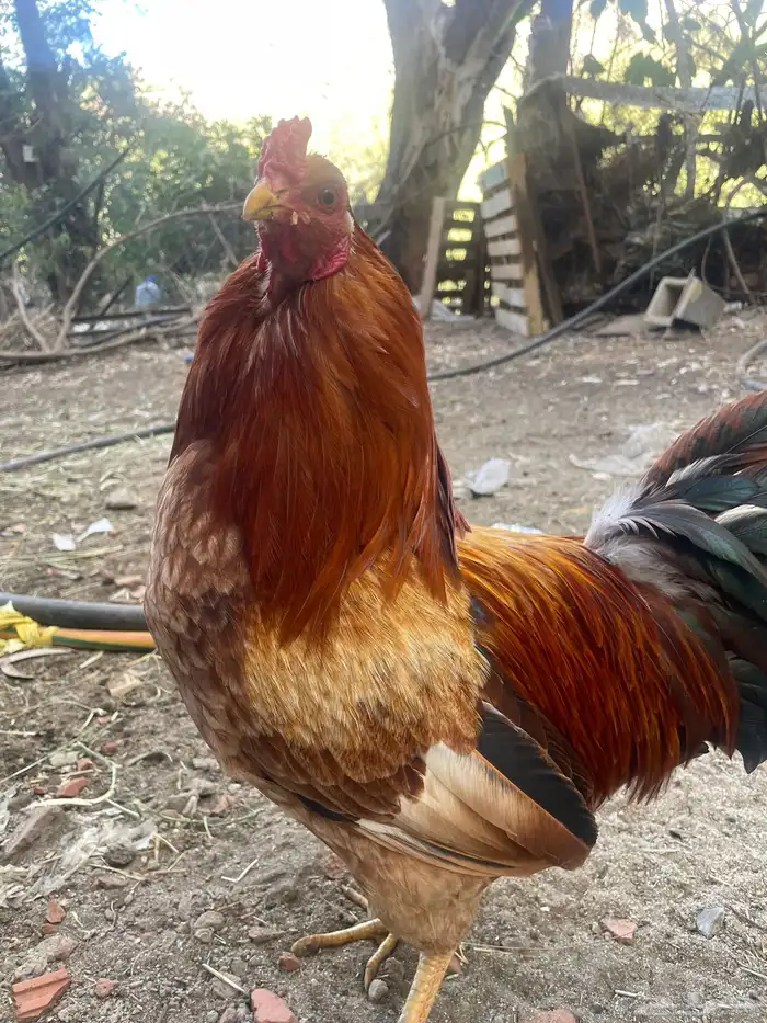 سومو سومه طيبه والطيب ما نختلف معه 0