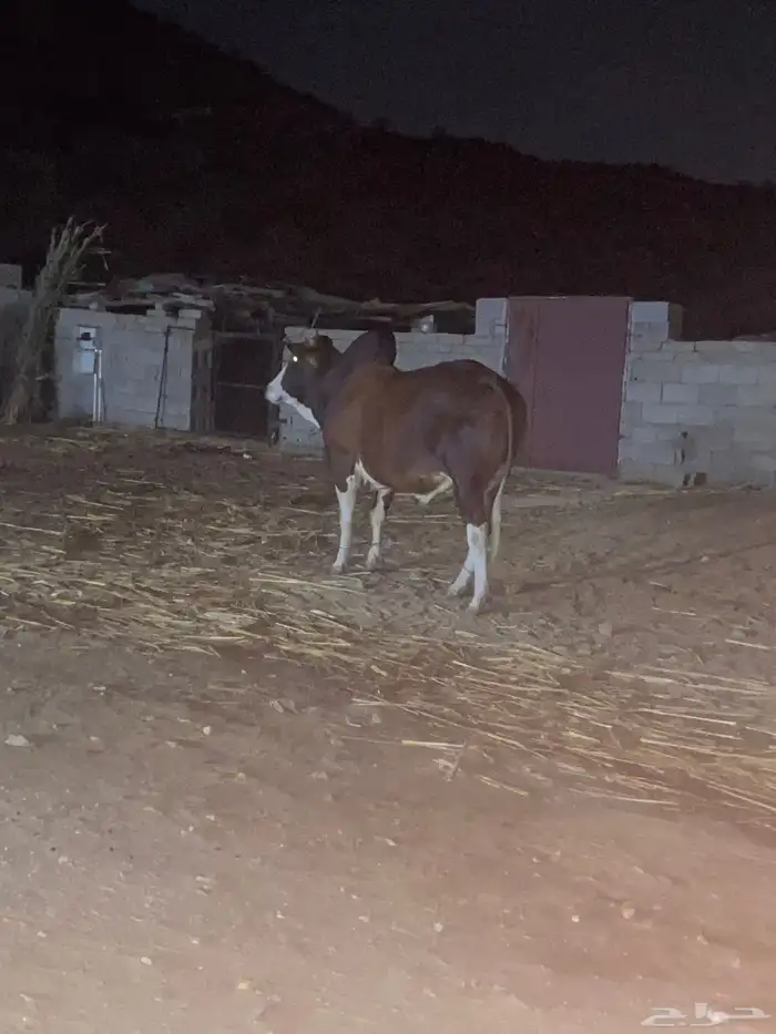 ثور فحل بلدي 2