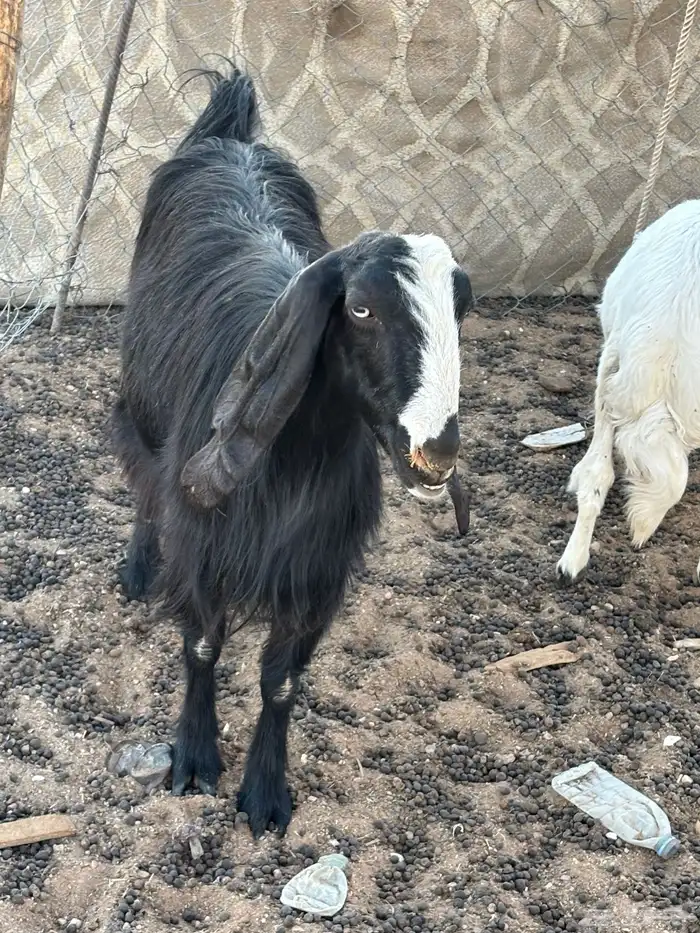 معزا مضاريع مع فحلها 0