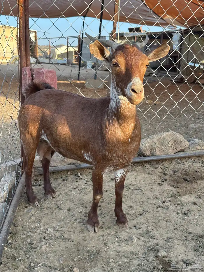 عنز حصا وشحى 1