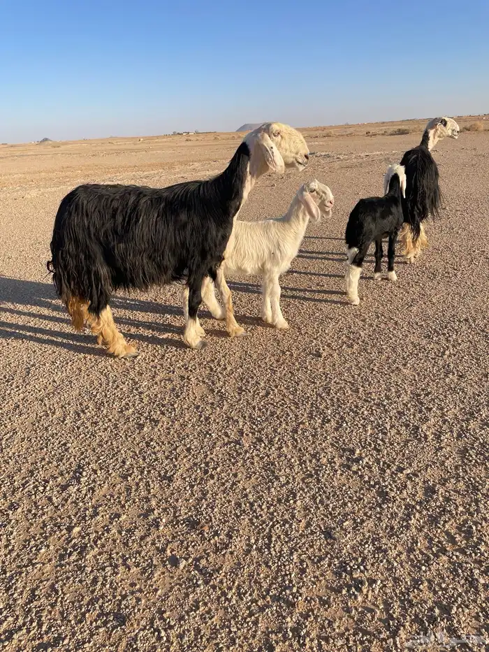 غنم نجد صنف 0