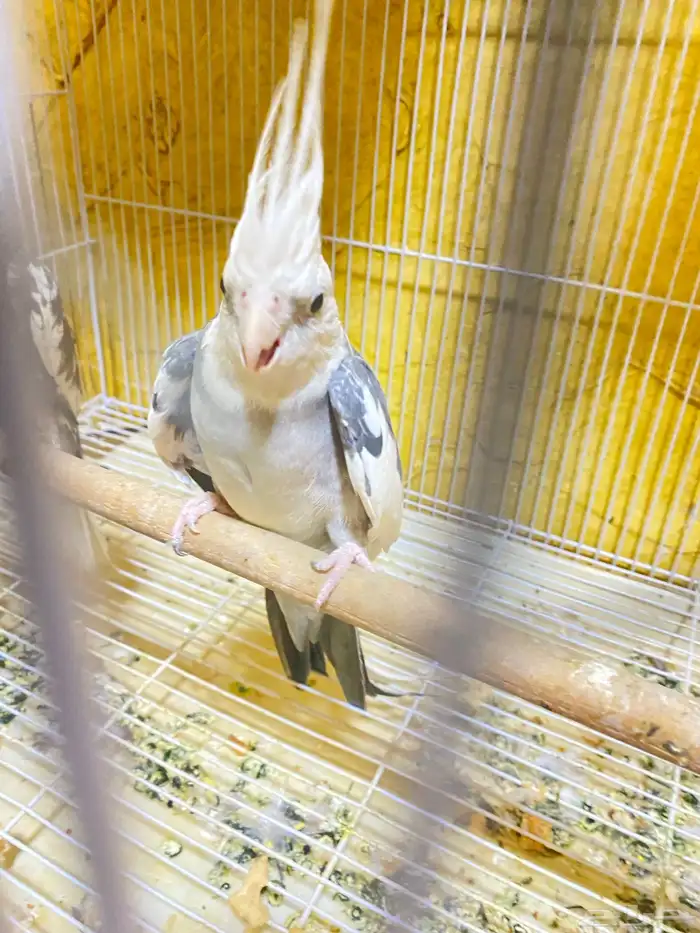 البيع  كروان جوز شرط إنتاج 0