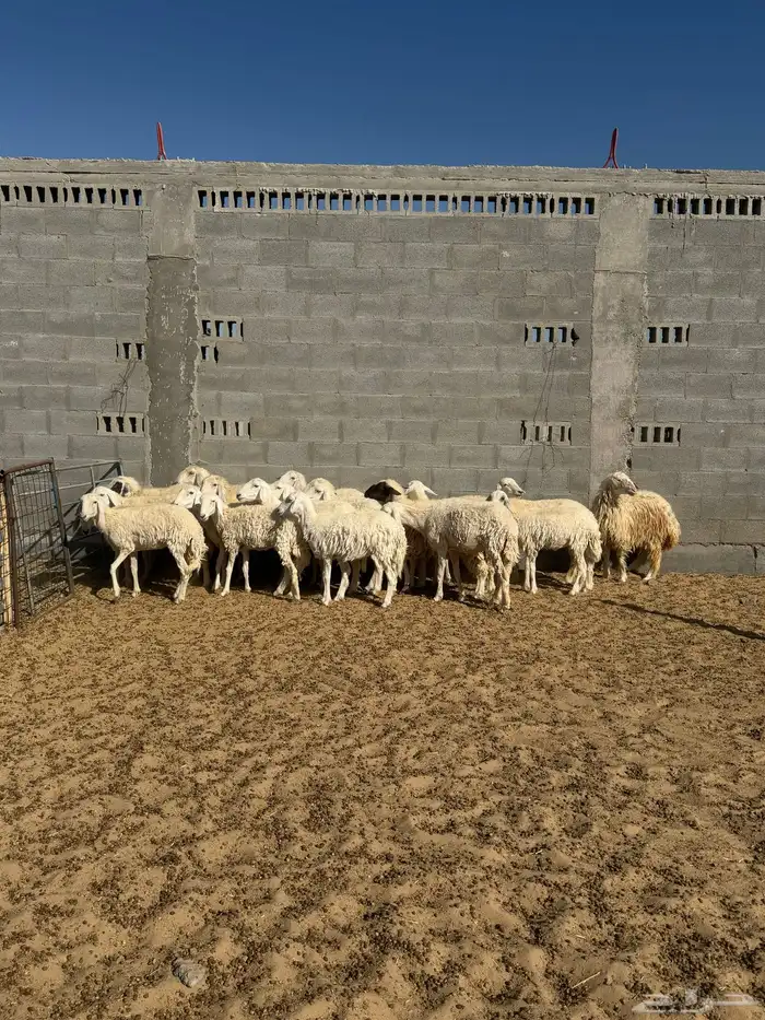 حري رخال دفيع جروم كبيره 2