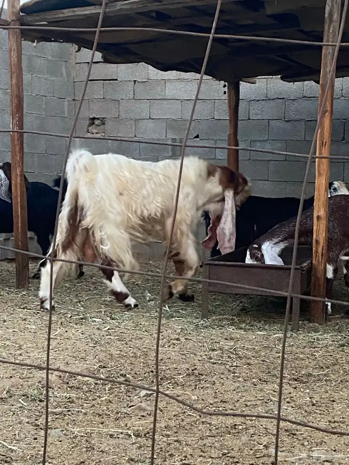 تيس فحل سديس جرم فاخر اجم 1