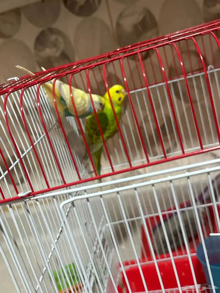 طيور حب للبيع جاهز للإنتاج 0