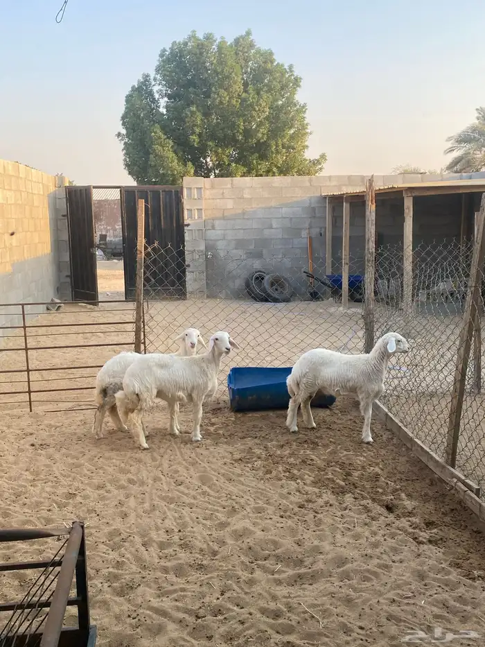 رخال فلل الفل   العمر اربع شهور 5