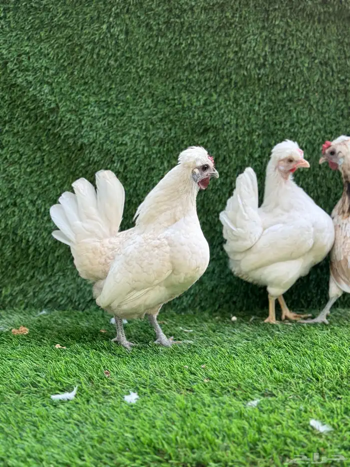 للبيع دجاج زينه 2