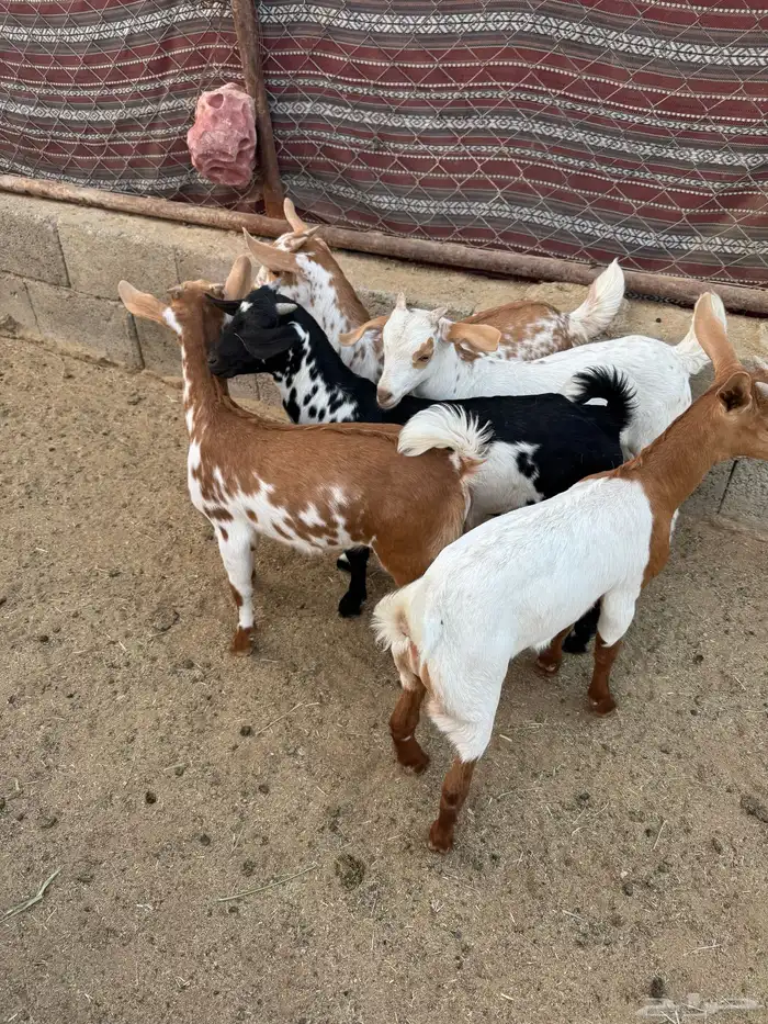 عرس حص تيوس وعناق 3