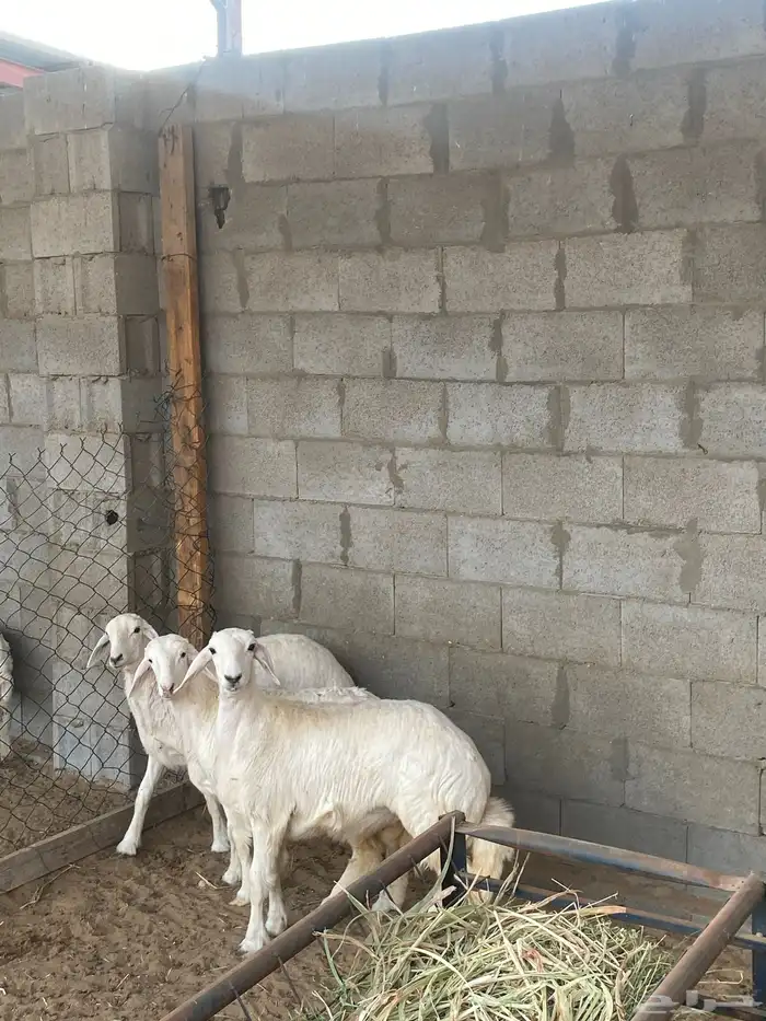 رخال فلل الفل   العمر اربع شهور 2