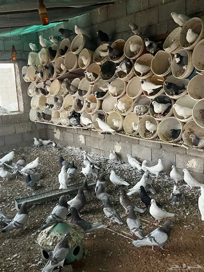 حمام للبيع 3