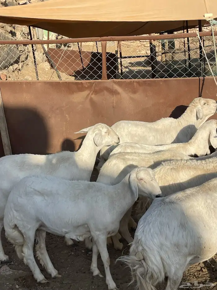 ضان حرش شعره قصيره بفحلها للبيع 5