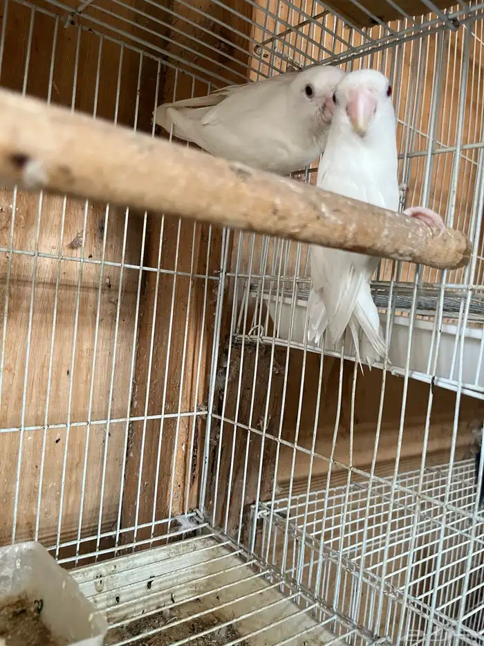 جوز روز البينو بعيون حمر 0