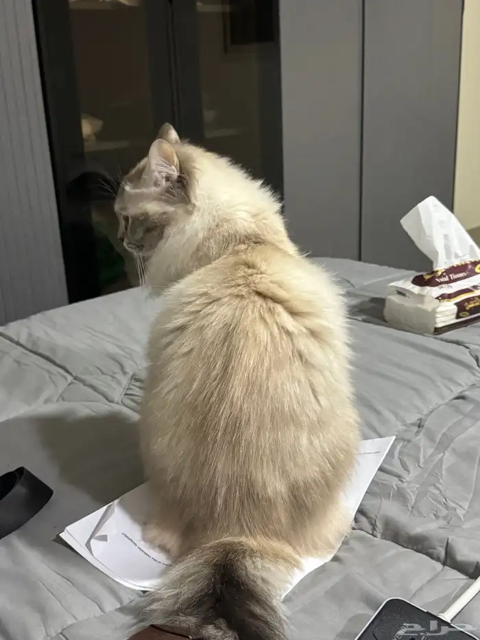 قطه شيرازيه للتبني  معقمة  وماخذة جميع لقاحاتها 5