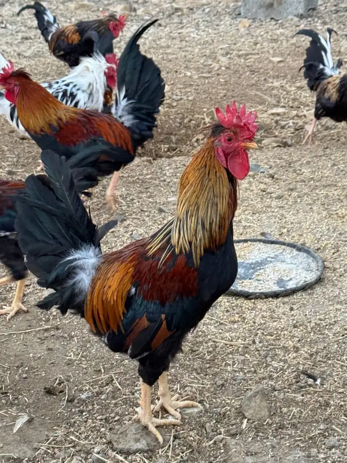 ديوك عربي أفرق مقبع 7