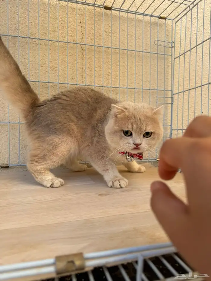 سكوتش للبيع فولد مستورد عمر سنه تابي تمارا 12 قسط 486 القسط 6