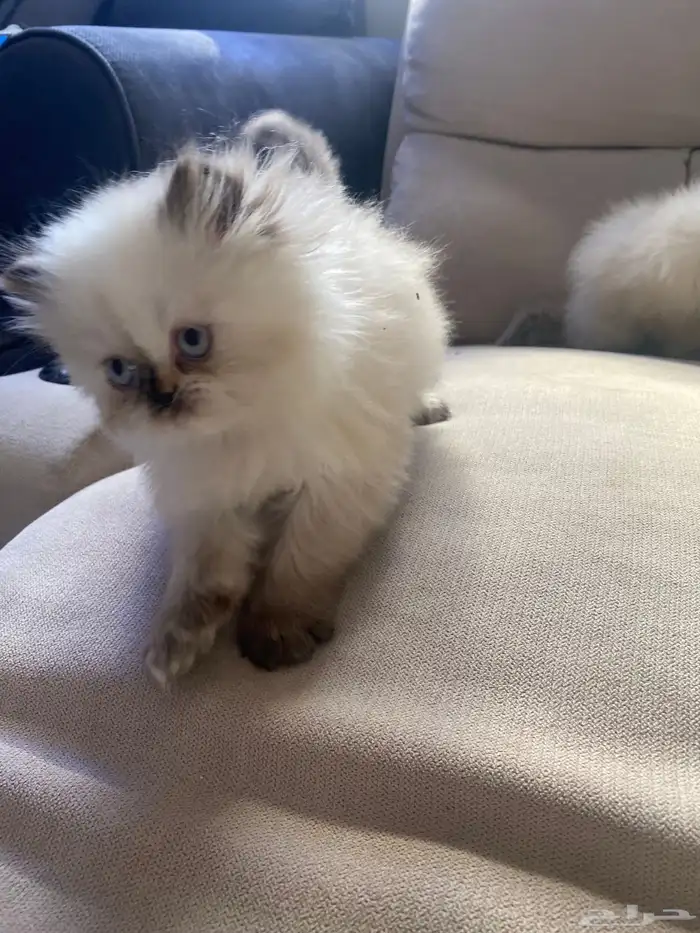 قطط هملايا صغيره 2