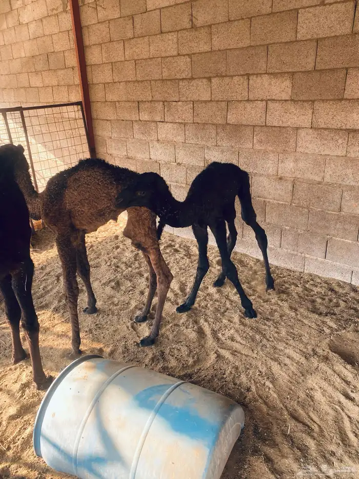 حيران ضيار للبيع بكره صفرى وقعودين مجاهيم 0