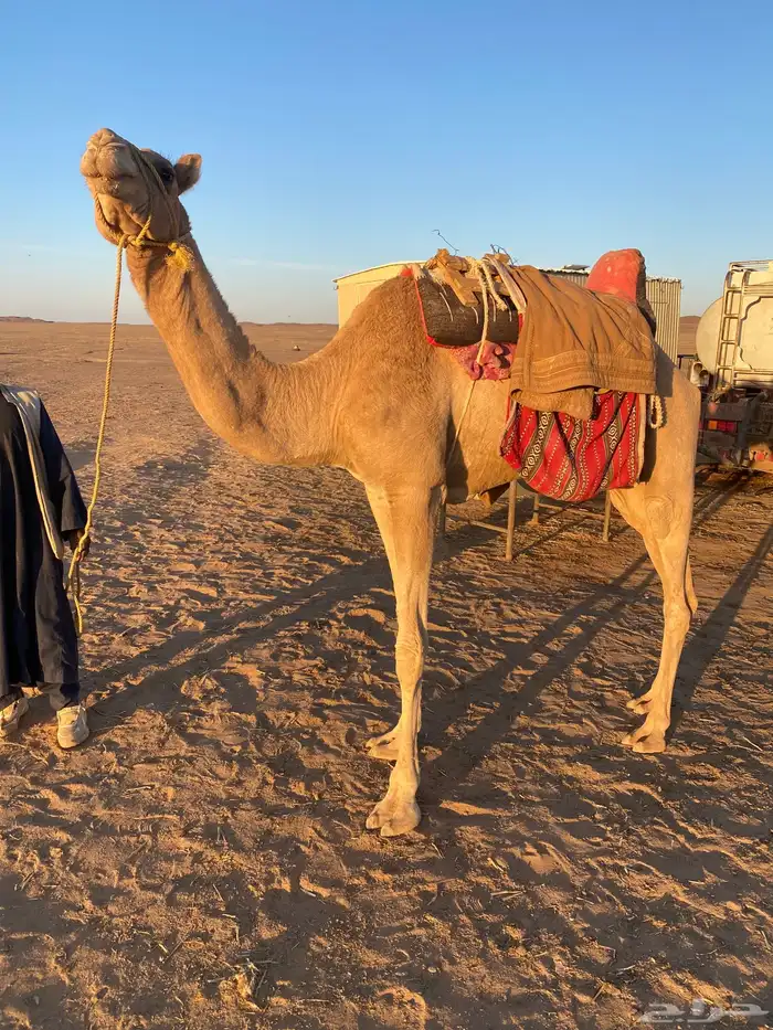 رحول ابل عمانيه 1