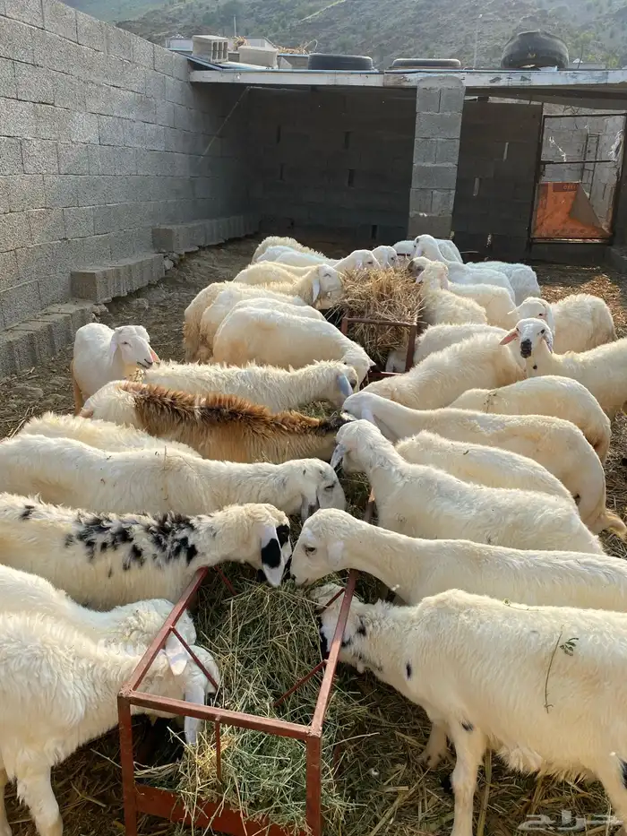 طليان حريه 0