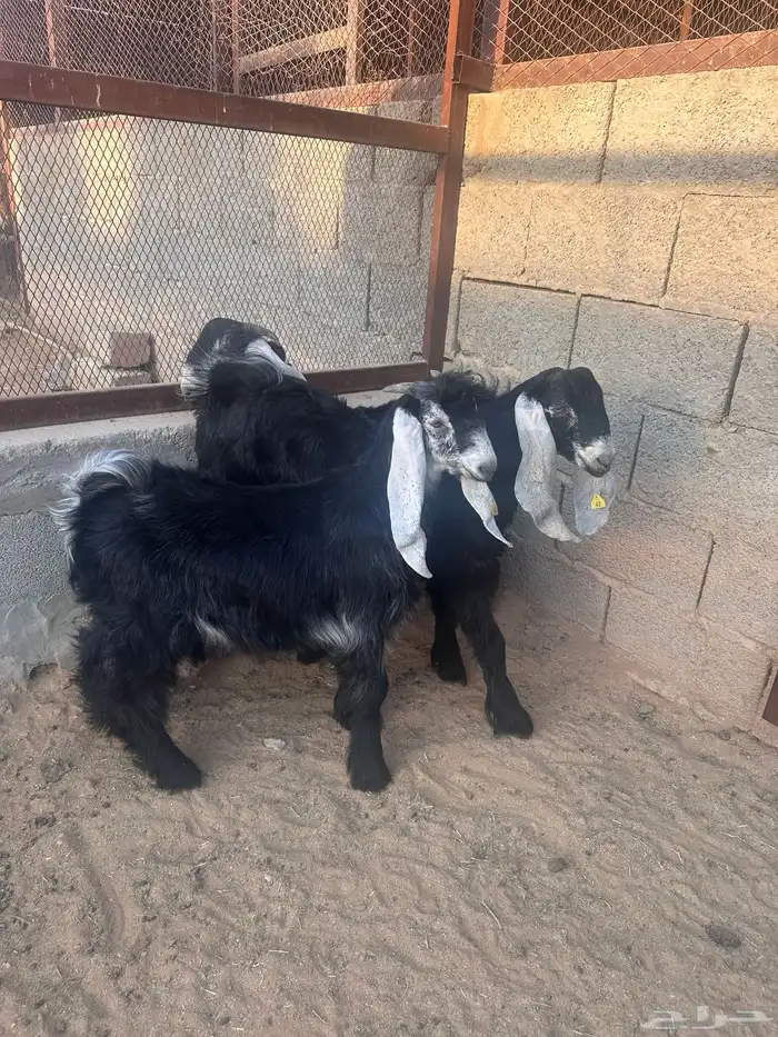 تيوس تيس عارضي طلي حري 1