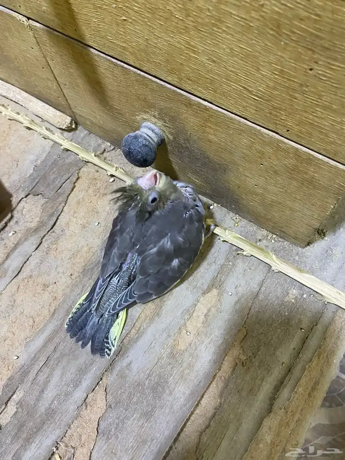 فرخ كروان العمر 3 اسابيع 0