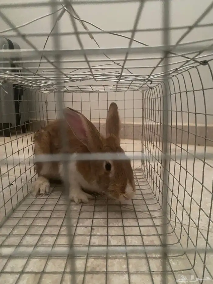 أرنب ذكر مع القفص للبيع 0